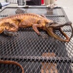 2016 Houston Barbecue Festival - The Barbecue